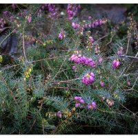 Winter Blooms