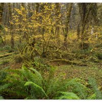 Bogachiel Yellows