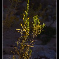 Willis-Canyon_0023