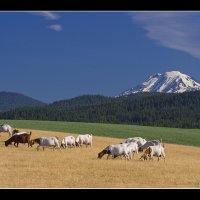 Adams-goats