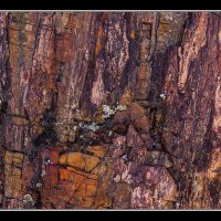 Petrified-Forest-SP-(80)