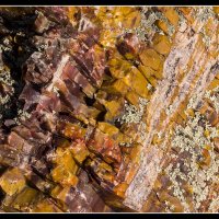 Petrified-Forest-SP-(45)