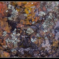 Petrified-Forest-SP-(104)