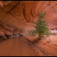 Coyote-Gulch_0307