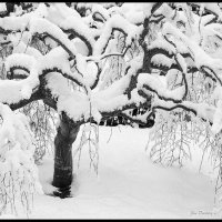 Snowy-Maple-(1bw)