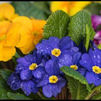 Flower-FS