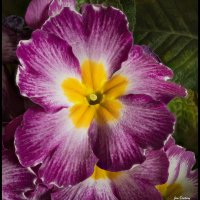 Primroses-FS-10
