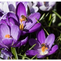 Busy Garden