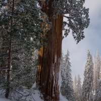 Sentinel After The Storm