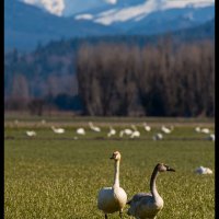 Skagit-Birds-3.10.18-(137)