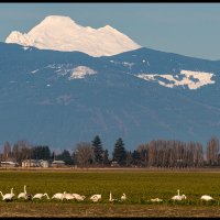 Skagit-Birds-3.10.18-(181)