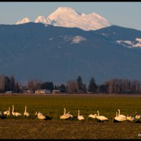 Skagit-Birds-3.10.18-(192)