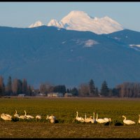 Skagit-Birds-3.10.18-(195)