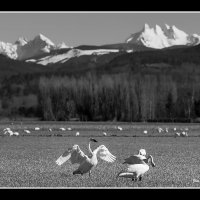 Skagit-Birds-3.10.18-(22)
