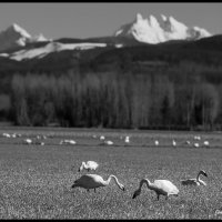 Skagit-Birds-3.10.18-(47)