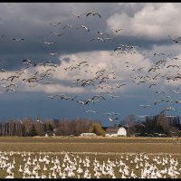 Skagit-Birds-3.18.18-(180)