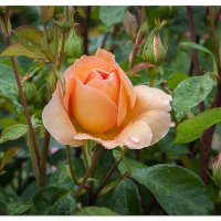 Vancouver Roses