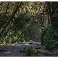 Fern Canyon
