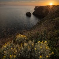 Endemic Island Paintbrush On The Bluff