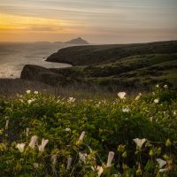 Island Morning Glory 2