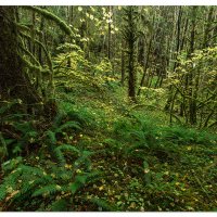 Olympic National Forest