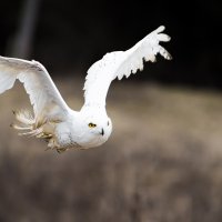 _DSC7441