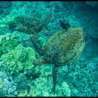 Maui-Snorkle-4.20b-(103)