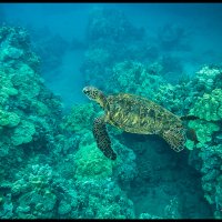Maui-Snorkle-4.20a-(619)