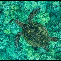 Maui-Snorkle-4.20a-(436)