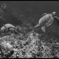 Maui-Snorkle-4.20b-(713)