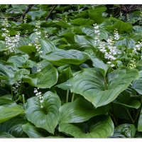 False Lily-of-the-Valley