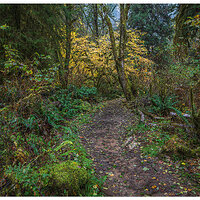 SC-TrailScene110823.jpg