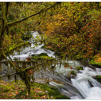 SC-UnnamedFallsMoss110823.jpg