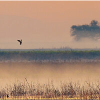 0006_OZA5841DuckFB.jpg