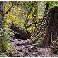 SC-SiuslawTrail110823.jpg