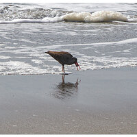 HBSP_OysterCatcher031522.jpg