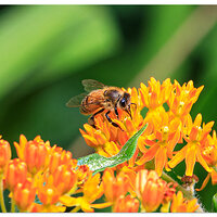 WW-beeButterFlyWeed072523.jpg
