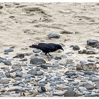 WW-BeachCrow110623-2.jpg