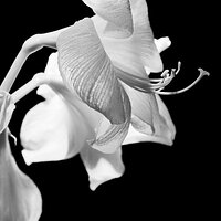 Lilly BW