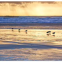 C6D_BeverlyBeachGulls112214.jpg