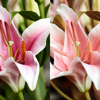 Full Spectrum Flowers