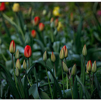 C5D4_AlmostTulips033124.jpg