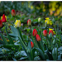 C5D4_AlmostTulips033124-2.jpg