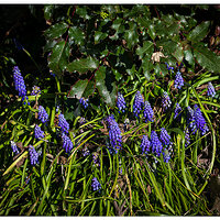 C5D4_GrapeHyacinth031824.jpg