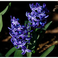 C5D4_Hyacinth031824.jpg
