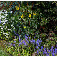 C5D4_GrapeHyacinthPlus031824.jpg