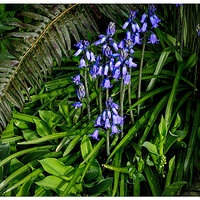C5D4_Bluebells040824.jpg