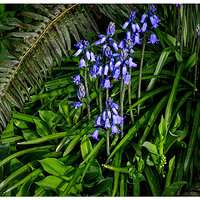 C5D4_Bluebells040824-2.jpg