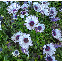 i15P_CapeMargueriteDaisy041724.jpg