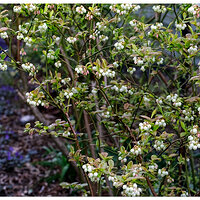 C5D4_BBerryBlooms041124.jpg